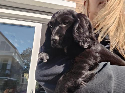 Cocer Spaniel - nog maar twee meisjes over!!!, Dieren en Toebehoren, Honden | Retrievers, Spaniëls en Waterhonden, Meerdere dieren