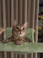 Silver bengal cat looking for a forever home, Dieren en Toebehoren, Ophalen of Verzenden