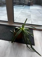 Gratis Aloe Vera Plant - exclusief pot, Tuin en Terras, Planten | Tuinplanten, Vaste plant, Bloeit niet, Halfschaduw, Ophalen