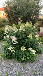 Volle prachtige witte pluim hortensia, Ophalen, Zomer, Volle zon, Overige soorten