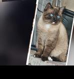 Dekkater brits korthaar (niet te koop)