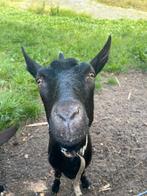 Nederlandse Bonte Melkgeit, Dieren en Toebehoren, Schapen, Geiten en Varkens, Vrouwelijk, Geit, 0 tot 2 jaar