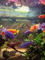 Malawi cichliden tekoop, Dieren en Toebehoren, Vissen | Aquariumvissen