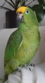Amazone papegaai, Dieren en Toebehoren, Vrouwelijk, Papegaai, Tam