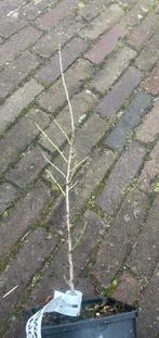 Amandelboom - Prunus dulcis, Bio (laatste exemplaar), Lente, Minder dan 100 cm, Volle zon, In pot