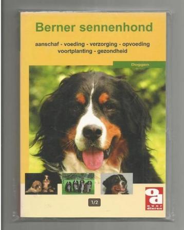 Berner sennenhond beschikbaar voor biedingen