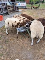 bonte dekrammen, Dieren en Toebehoren, Mannelijk, Schaap, 0 tot 2 jaar