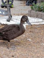 Lieve kwakertjes en kwaker x loopeend, Meerdere dieren