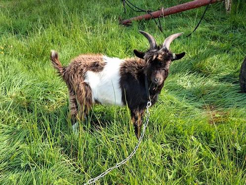 Nederlandse landgeit bok, Dieren en Toebehoren, Schapen, Geiten en Varkens, Geit, Mannelijk, 0 tot 2 jaar