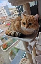 🐈 | Black Golden Shaded | Dek Kater | Britse Korthaar |, Dieren en Toebehoren, 0 tot 2 jaar