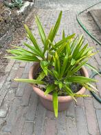 Palmbomen, Volle zon, Vaste plant, Zomer, Ophalen