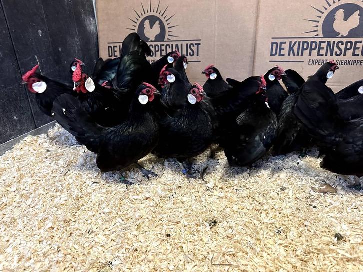 Jonge tamme java krielkippen gesekst en ingeënt | Veel keus, Dieren en Toebehoren, Pluimvee, Kip, Vrouwelijk