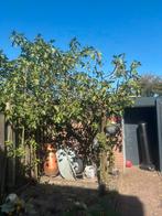 Vijgenboom, Tuin en Terras, Planten | Bomen, Ophalen of Verzenden
