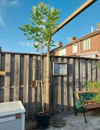 Boom Es Fraxinus Excelsior, Tuin en Terras, Overige soorten, Lente, 250 tot 400 cm, Ophalen