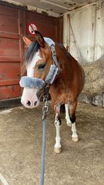 Leaser gezocht voor lieve welsh merrie, Dieren en Toebehoren, Ophalen, Nieuw