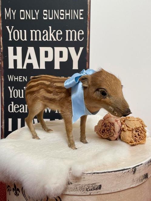 Prachtig opgezet baby everzwijntje (Frisling), Verzamelen, Dierenverzamelingen, Zo goed als nieuw, Opgezet dier, Wild dier, Ophalen of Verzenden