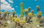 Bk003 ansichtkaart cactussen op de grand canyon in Amerika, Verzamelen, Ansichtkaarten | Buitenland, Gelopen, Ophalen of Verzenden