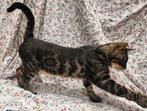 Grote Charcoal bengaal kater 1 jaar oud, Kater, Gechipt, 0 tot 2 jaar