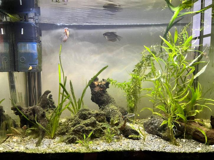 Superfish start 100 incl. alle toebehoren, Dieren en Toebehoren, Vissen | Aquaria en Toebehoren, Gebruikt, Gevuld zoetwateraquarium