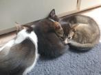 Kittens, 0 tot 2 jaar