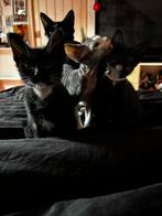Kittens te koop, Dieren en Toebehoren, Katten en Kittens | Overige Katten, Poes