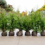 Thuja brabant conifeer met kluit, Tuin en Terras, Planten | Bomen, Bloeit niet, Halfschaduw, 100 tot 250 cm, Overige soorten