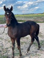 Onze Arie zoekt een nieuwe stal, Hengst, Minder dan 160 cm, Dressuurpaard, 0 tot 2 jaar
