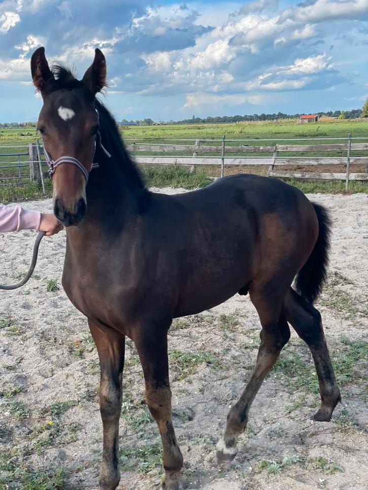 Onze Arie zoekt een nieuwe stal in prijs verlaagd, Dieren en Toebehoren, Paarden, Hengst, Minder dan 160 cm, 0 tot 2 jaar, Dressuurpaard