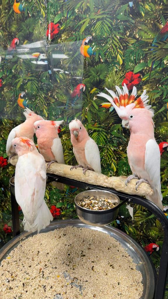 Mooi inca kaketoe’s, Dieren en Toebehoren, Vogels | Parkieten en Papegaaien, Papegaai, Meerdere dieren, Pratend, Tam, Geringd