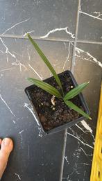 trachycarpus princeps, Tuin en Terras, Planten | Tuinplanten, Overige soorten, Volle zon, Vaste plant, Ophalen of Verzenden