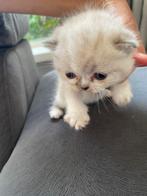Kitten, Poes, 0 tot 2 jaar