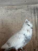 Iraanse duif, Dieren en Toebehoren, Vrouwelijk, Kropper