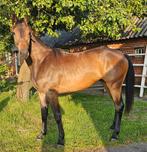 2,5 jarige en 2 veulens voor springsport of eventing, Dieren en Toebehoren, Paarden, Meerdere dieren, Springpaard, 0 tot 2 jaar