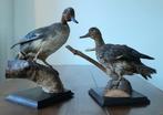 Taxidermie 2 Winterlingen Woerd en Eend, Ophalen of Verzenden, Zo goed als nieuw, Vogel, Opgezet dier