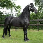 Prachtige 3 jarige Glamourdale x fries (sublieme afstamming), Dieren en Toebehoren, Ruin, Dressuurpaard, 3 tot 6 jaar, 160 tot 165 cm