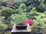 Bonsai pinus parviflora pre bonsai vijfnaalden den, Tuin en Terras, Planten | Bomen, Minder dan 100 cm, Overige soorten, Ophalen of Verzenden