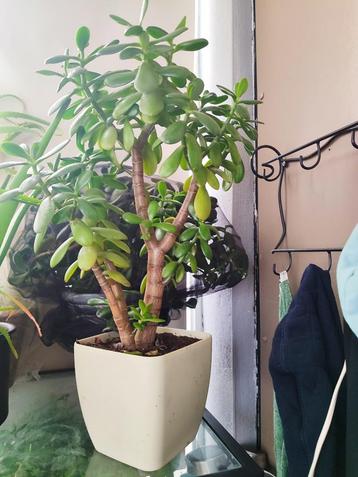 Crassula portulacea (Geldboom) met bloempot beschikbaar voor biedingen