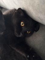 Kat Zeytin, Kater, Ontwormd, 0 tot 2 jaar