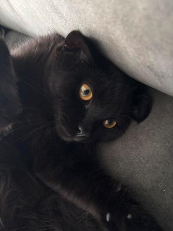 Kat Zeytin beschikbaar voor biedingen