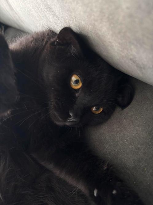 Kat Zeytin, Dieren en Toebehoren, Katten en Kittens | Raskatten | Korthaar, Kater, 0 tot 2 jaar, Ontwormd, Ingeënt