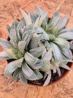 Haworthia cymbiformis White Tiger p10 (1), Ophalen of Verzenden, Halfschaduw, Minder dan 100 cm
