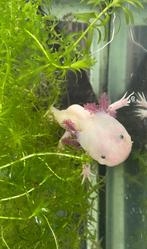 Man zoekt vrouw Axolotls!!!, Dieren en Toebehoren, Reptielen en Amfibieën, 3 tot 6 jaar, Amfibie