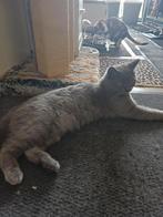 MJM Dogs Foundation: Romeo is in de opvang., Dieren en Toebehoren, Katten en Kittens | Overige Katten, Kater, Kortharig, 0 tot 2 jaar