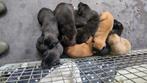 Mechelse X Hollandse herder pups, Dieren en Toebehoren, Rabiës (hondsdolheid), 8 tot 15 weken, Meerdere, Meerdere dieren