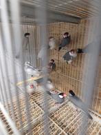Vele kleuren rijst vogels, Dieren en Toebehoren, Vogels | Overige Vogels, Meerdere dieren