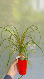 Beaucarnea Olifantspoot caudex, Ophalen, Overige soorten, In pot, Minder dan 100 cm