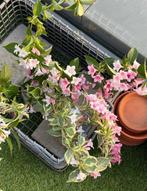 Vaste bloeiende tuinplant gewortelde stek perfecte staat, Tuin en Terras, Volle zon, Vaste plant, Lente, Ophalen