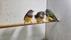 Te koop 3-1 gould amadine 2025, Dieren en Toebehoren, Vogels | Overige Vogels, Meerdere dieren