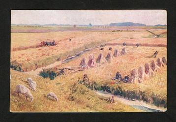 Groningen Noordkust Landbouw Oogst Schapen beschikbaar voor biedingen