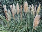 Pampas pluimen, Tuin en Terras, Ophalen, Siergrassen, Volle zon